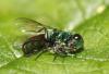 Chrysis gracillima